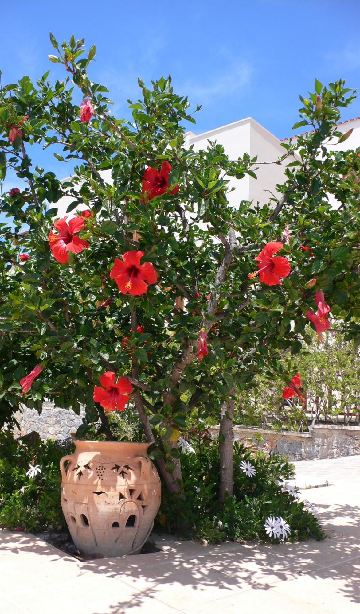 Stefanos Village Hotel Mírthios Eksteriør billede